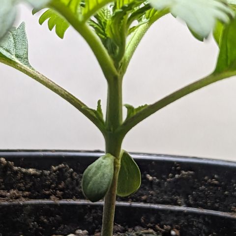 Sundae Driver growlog photo: 1 gallon pot 