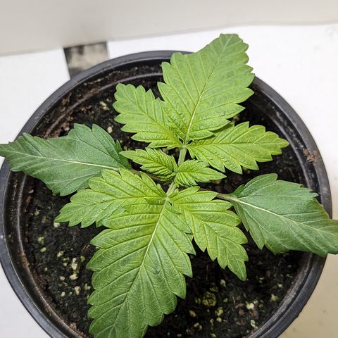 Sundae Driver growlog photo: 1 gallon pot 