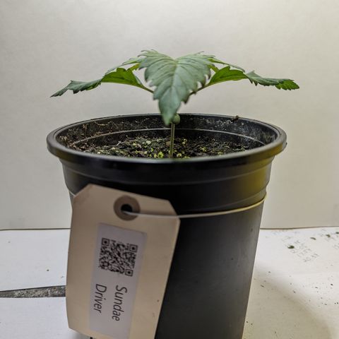 Sundae Driver growlog photo: 1 gallon pot 