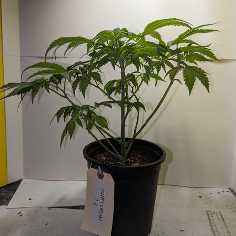 Honey Cream 1 - 2 growlog timeline photo