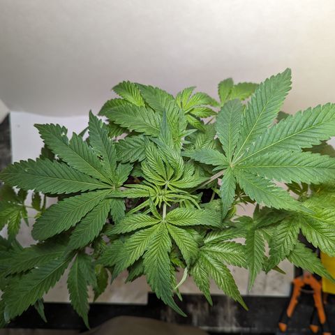 Honey Cream 1 - 2 growlog timeline photo