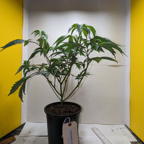 Pineapple Kush 1 - 1 growlog timeline photo