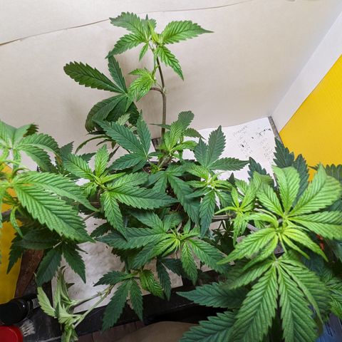 Pineapple Kush 1 - 1 growlog timeline photo