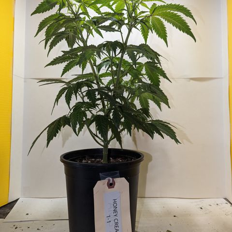 Honey Cream 1 - 1 growlog timeline photo