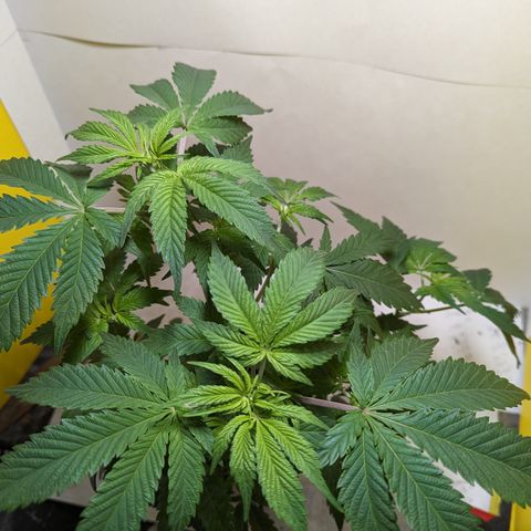Honey Cream 1 - 1 growlog timeline photo