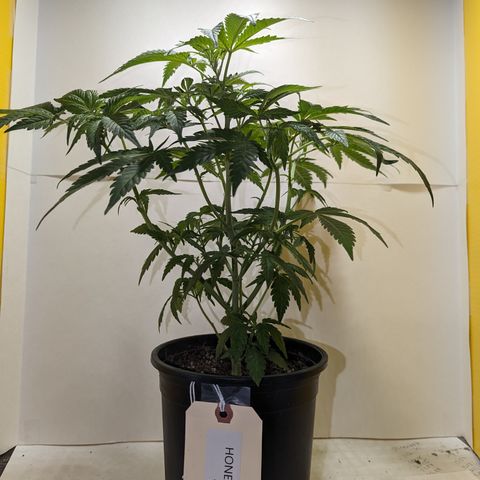 Honey Cream 1 - 3 growlog timeline photo