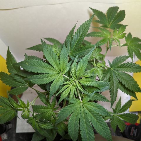 Honey Cream 1 - 3 growlog timeline photo