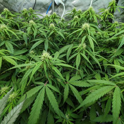 Special K growlog photo: 5 gallon pot
LST 
