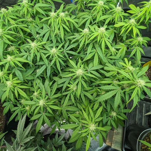 Special K growlog photo: 5 gallon pot
LST 