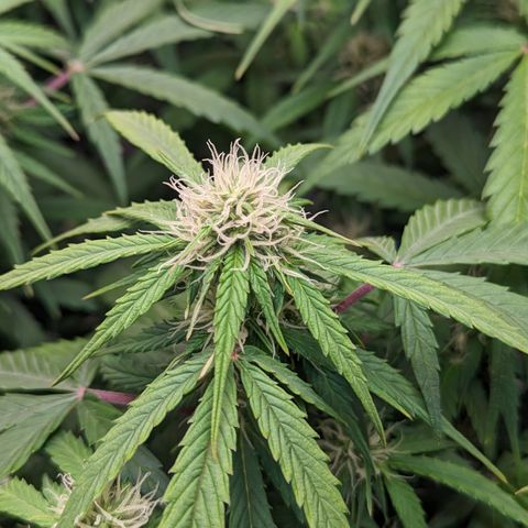 Special K growlog photo: 5 gallon pot
LST 