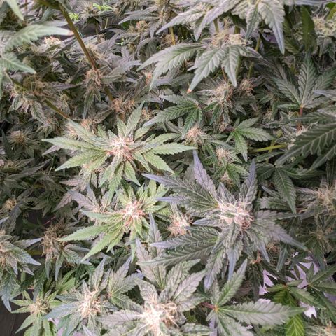 Honey Cream growlog timeline photo