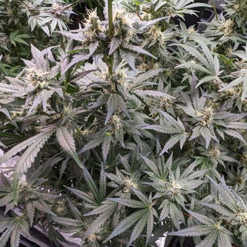 Honey Cream growlog timeline photo