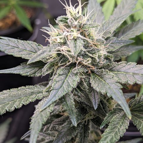 Honey Cream growlog timeline photo