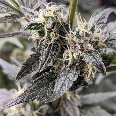 Honey Cream growlog timeline photo