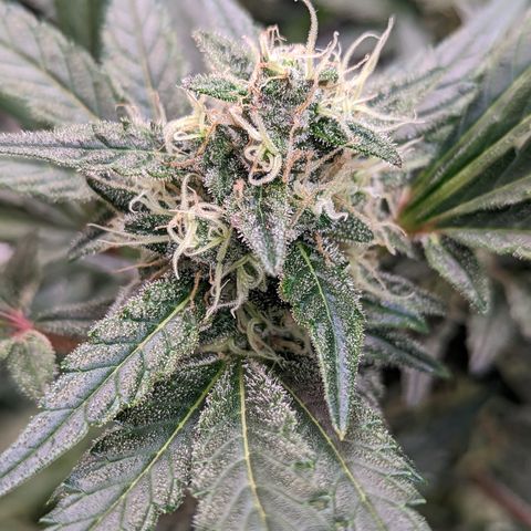 Honey Cream growlog timeline photo
