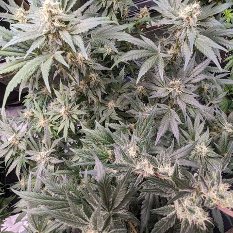 Honey Cream growlog timeline photo