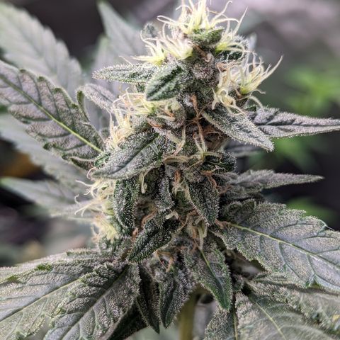 Honey Cream growlog timeline photo