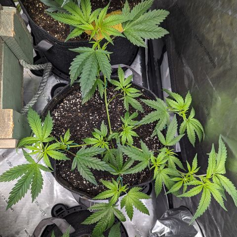 Pineapple Kush 1 - 4R growlog photo: LST
5 gallon pot 
