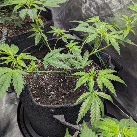 Pineapple Kush 1 - 4R growlog photo: LST
5 gallon pot 