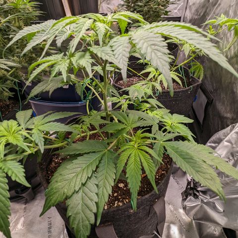 Honey Cream 1 - 4R growlog timeline photo