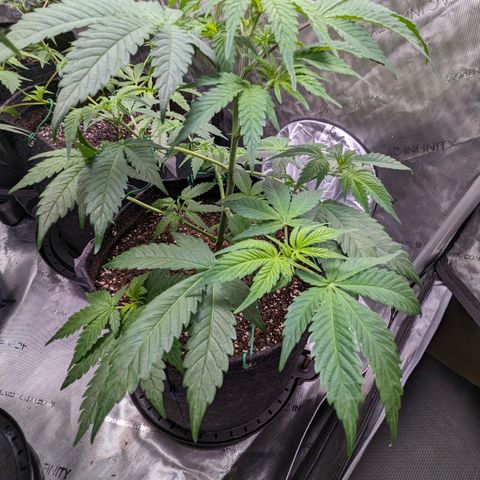 Honey Cream 1 - 4R growlog timeline photo