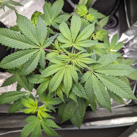 Honey Cream 1 - 4R growlog timeline photo