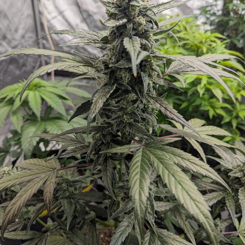 Epsilon F1 growlog timeline photo