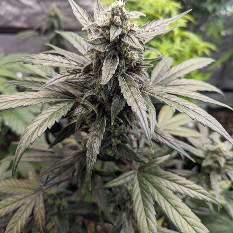 Epsilon F1 growlog timeline photo