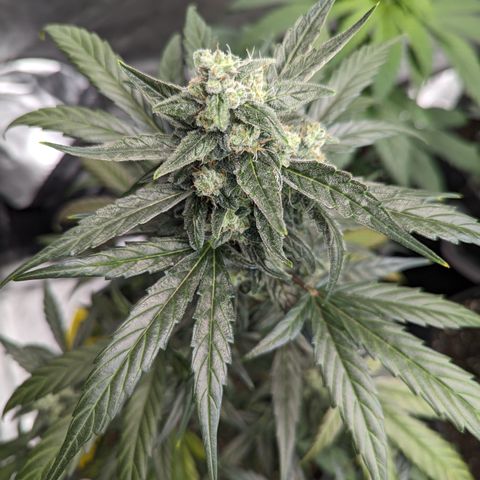 Epsilon F1 growlog timeline photo