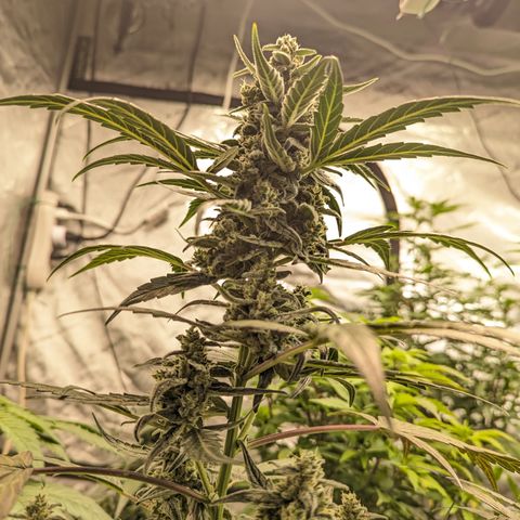 Epsilon F1 growlog timeline photo
