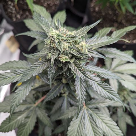 Apollo F1 growlog timeline photo