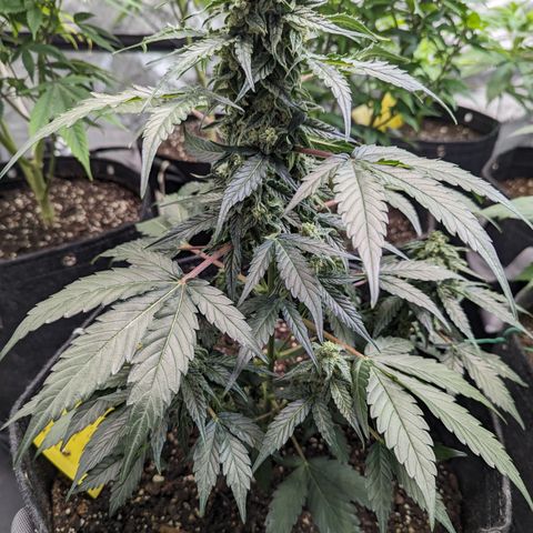 Apollo F1 growlog timeline photo