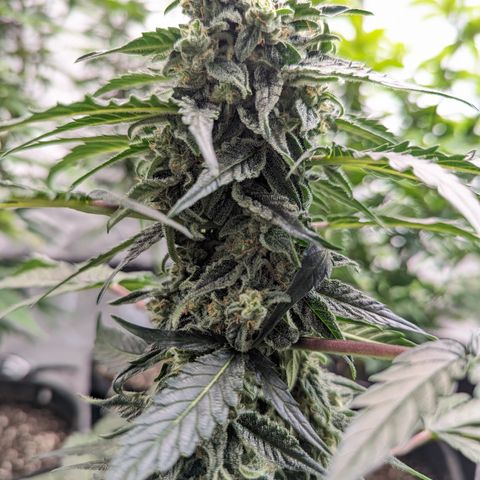 Apollo F1 growlog timeline photo