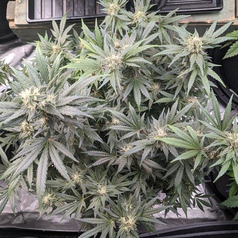 Honey Cream growlog timeline photo