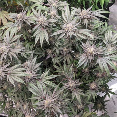 Pineapple Kush growlog timeline photo
