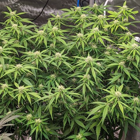 Special K growlog timeline photo