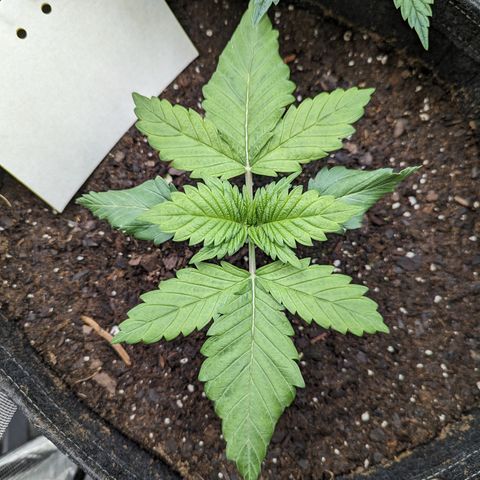 Sundae Driver growlog timeline photo