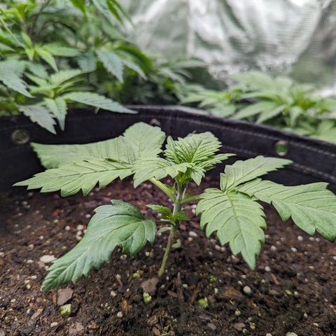 Sundae Driver growlog timeline photo