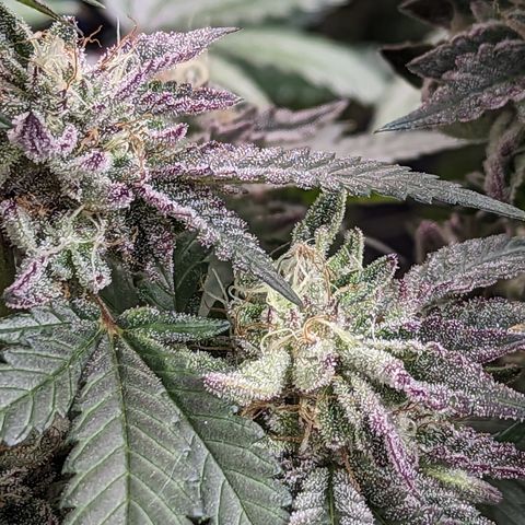 Pineapple Kush growlog timeline photo