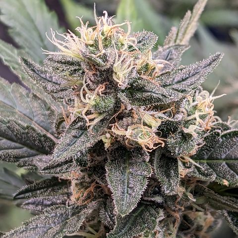 Honey Cream growlog timeline photo