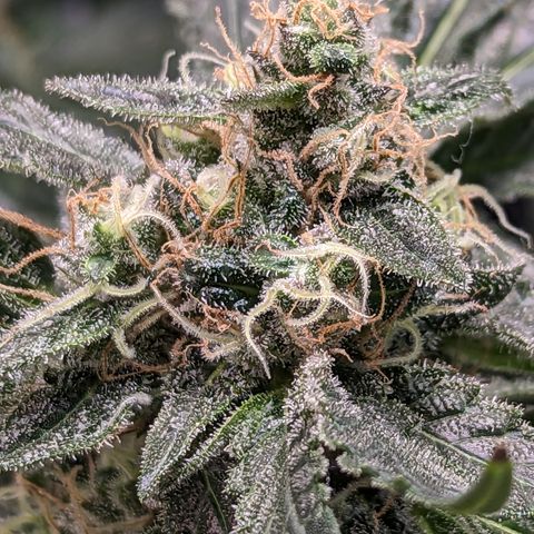 Honey Cream growlog timeline photo