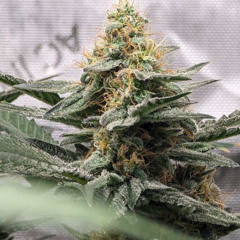 Chocolate Haze 3 - 3 growlog timeline photo