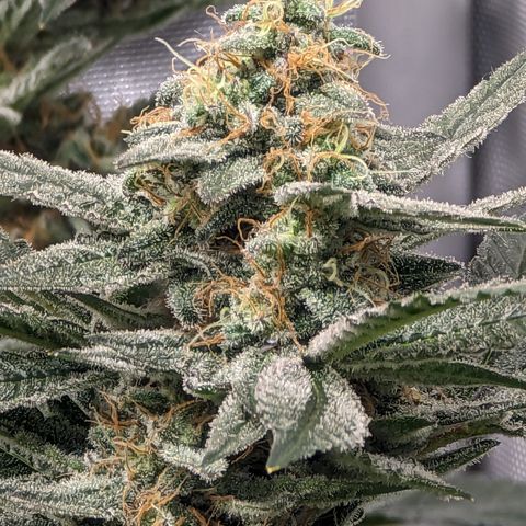 Chocolate Haze 3 - 3 growlog timeline photo