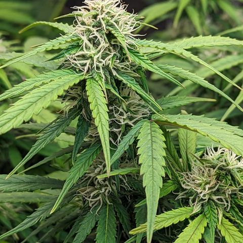 Special K growlog timeline photo