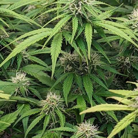 Special K growlog timeline photo