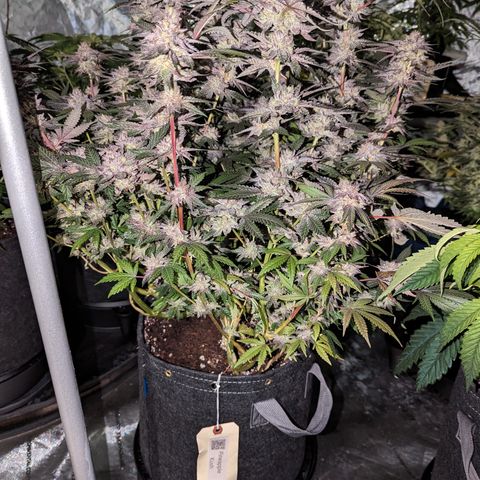 Pineapple Kush growlog timeline photo