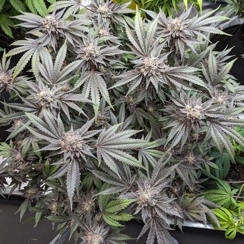 Pineapple Kush growlog timeline photo