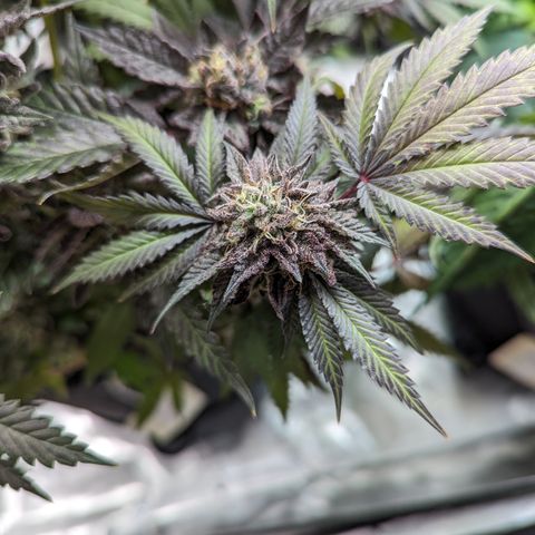 Pineapple Kush growlog timeline photo
