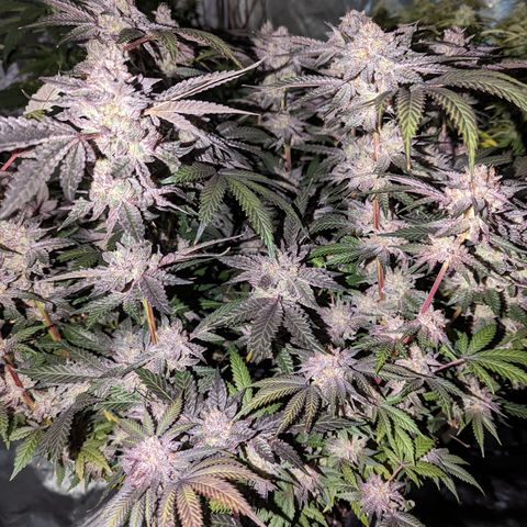 Pineapple Kush growlog timeline photo