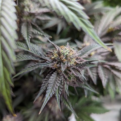 Pineapple Kush growlog timeline photo